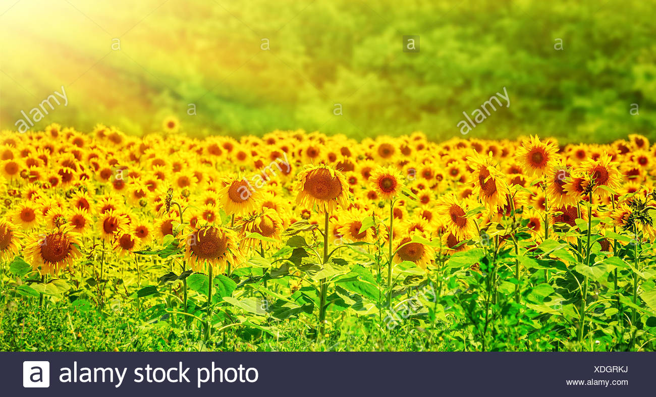 Beau Champ De Tournesols En Jaune Vif De La Lumière Du