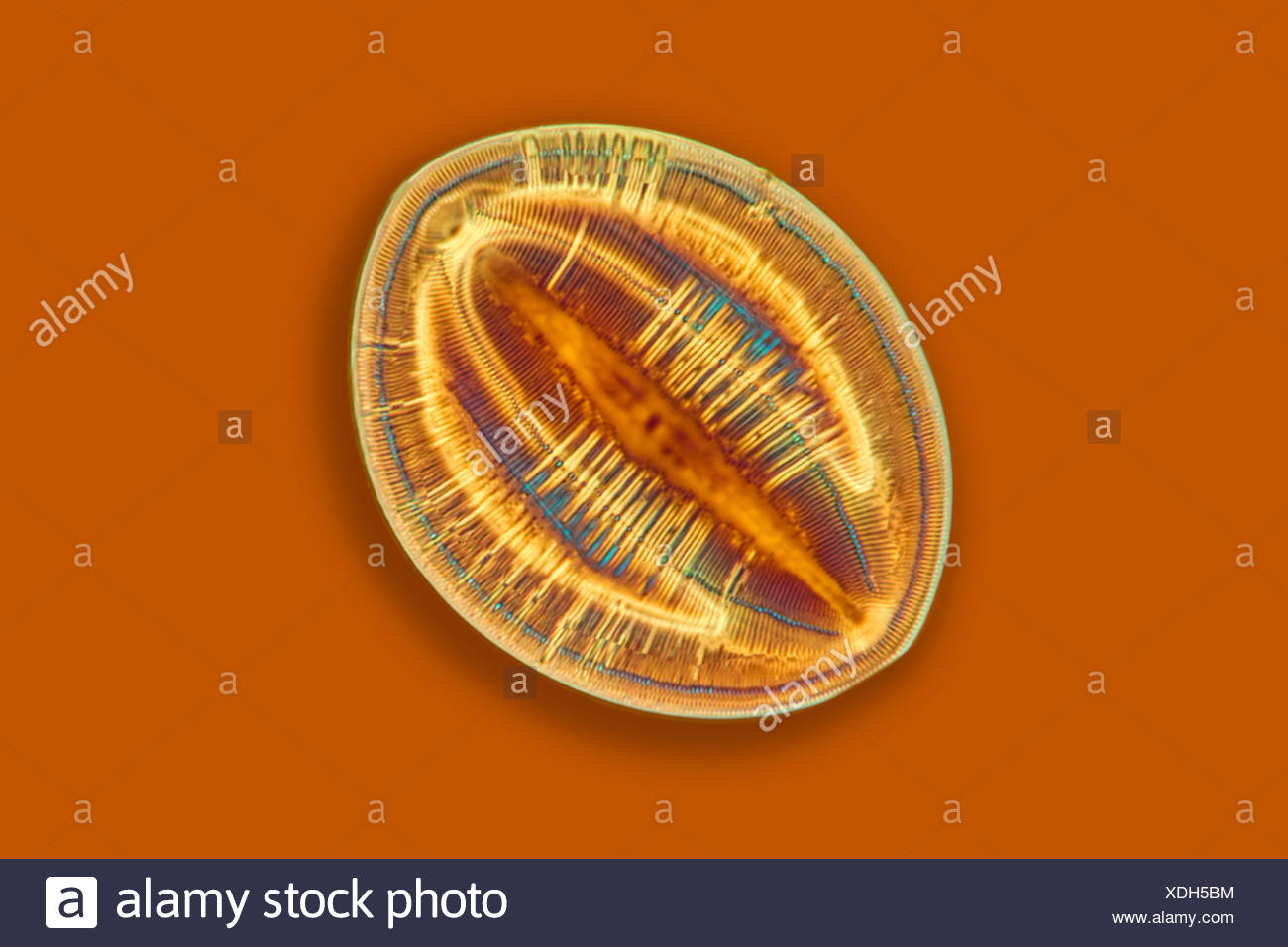 Kiesel-Alge Kieselalge, dont l'extérieur, (Diatomeae), dont l'im Interferenzphasenkontrast fossile | diatomées (Diatomeae), l'fossile Banque D'Images