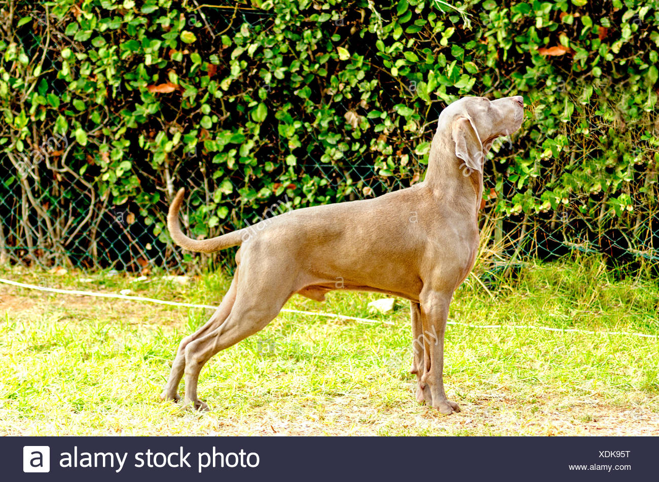 Un Jeune Belle Argent Gris Bleu Braque De Chien Debout Sur