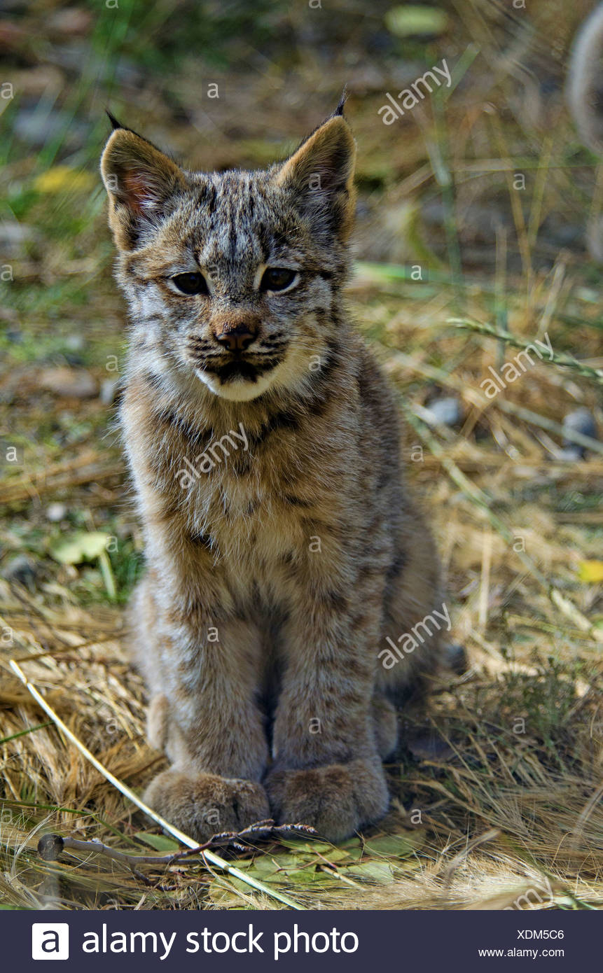 Canada Yukon Bebe Lynx Du Canada Lynx Canadensis Photo Stock Alamy