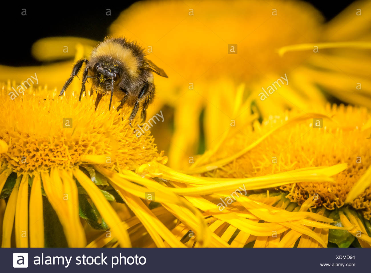 La Collecte Du Pollen Dabeille Banque Dimages Photo Stock