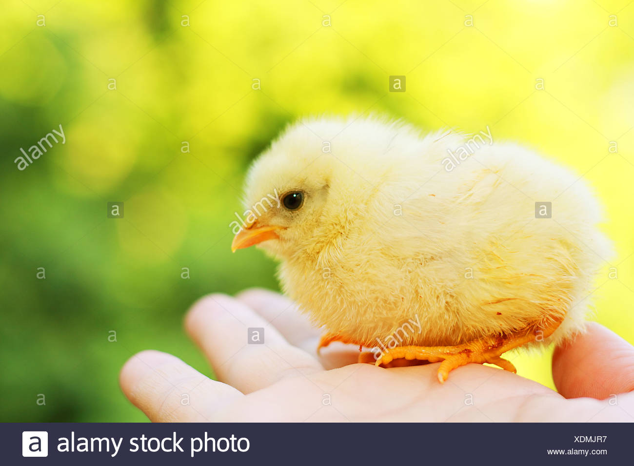 Drole De Poussin Photo Stock Alamy Drole De Poussin Photo Stock Alamy