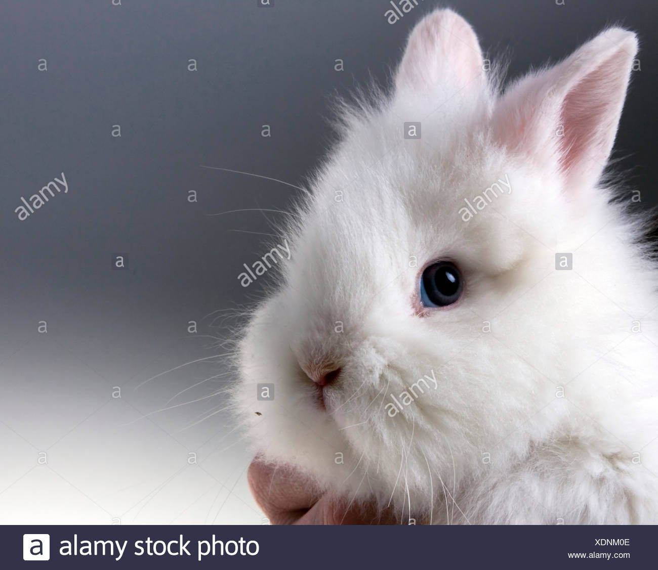 Animal Bebe Lapin Lapin Blanc Cub Lapins Macro Close Up Admission Macro Close Up Photo Stock Alamy Animal Bebe Lapin Lapin Blanc Cub Lapins Macro Close Up Admission Macro Close Up Photo Stock Alamy