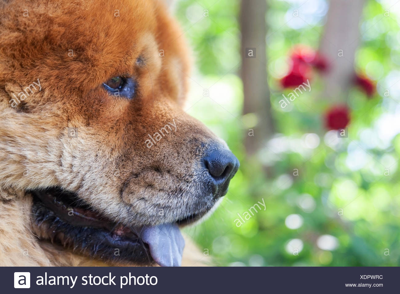 Race De Chien De Garde Chow Chow Banque Dimages Photo