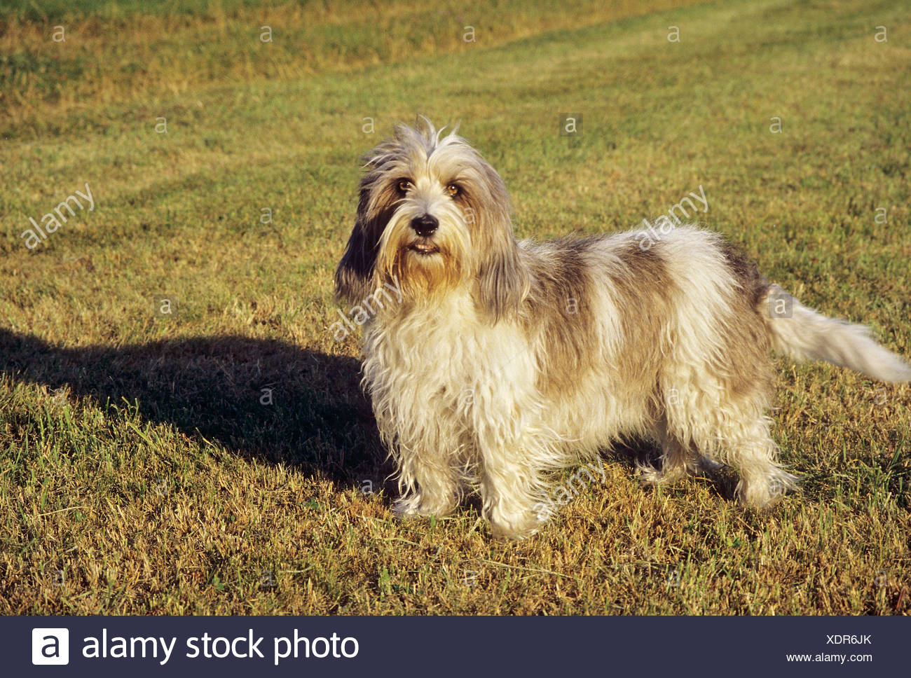 Petit Basset Griffon Vendéen Chien Debout Sur Un Pré