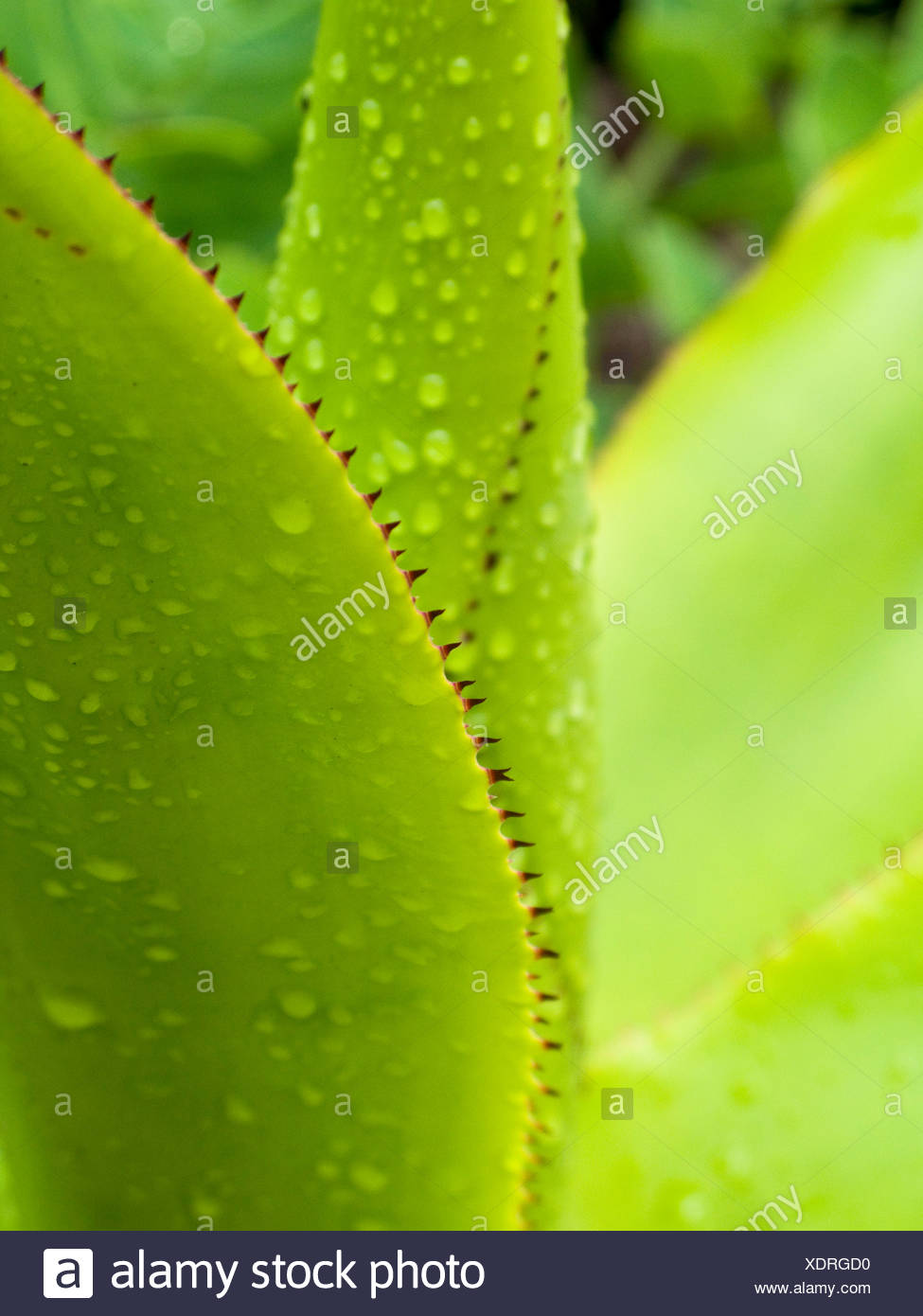 Les feuilles dentelées d'un agave Banque D'Images