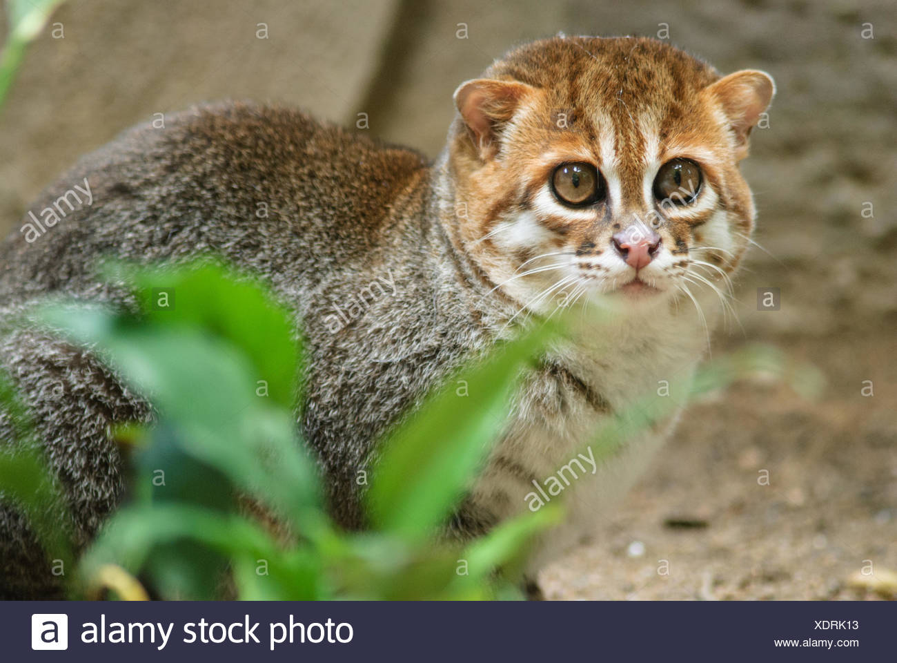 Chat A Tete Plate Photo Stock Alamy