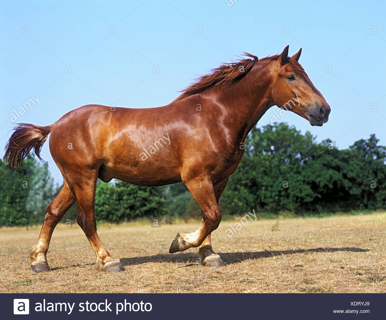 Le Suffolk Punch Balades Cheval Adulte Chataigne Vu Le Cote Photo Stock Alamy Le Suffolk Punch Balades Cheval Adulte Chataigne Vu Le Cote Photo Stock Alamy