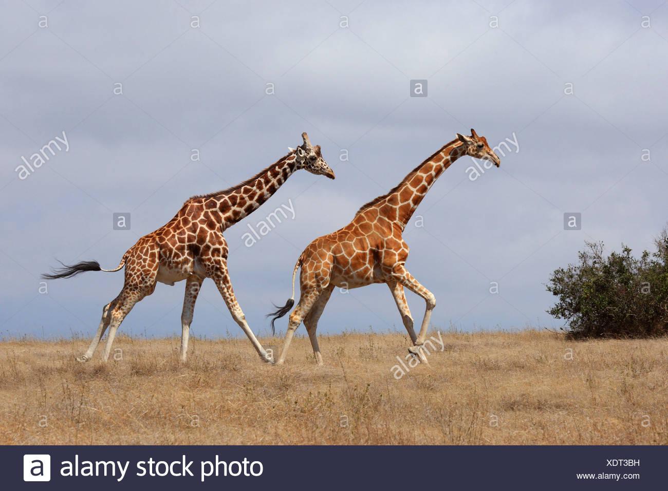 Giraffe réticulée (Giraffa camelopardalis reticulata), deux girafes à travers la savane, Kenya, Sweetwater Game Reserve Banque D'Images