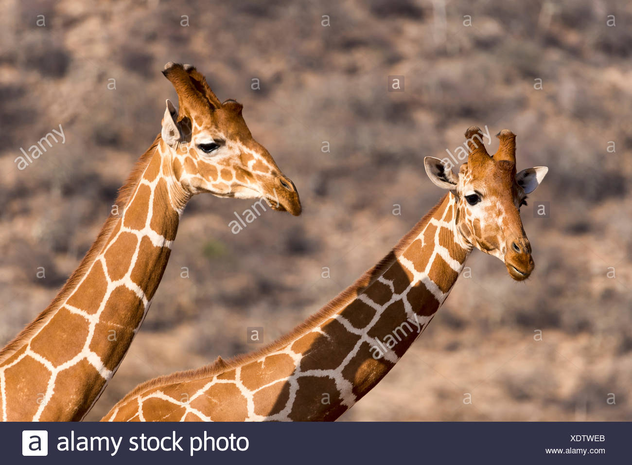 Les Girafes réticulée ou Somali girafes (Giraffa camelopardalis reticulata), Portrait, la réserve nationale de Samburu, Kenya Banque D'Images