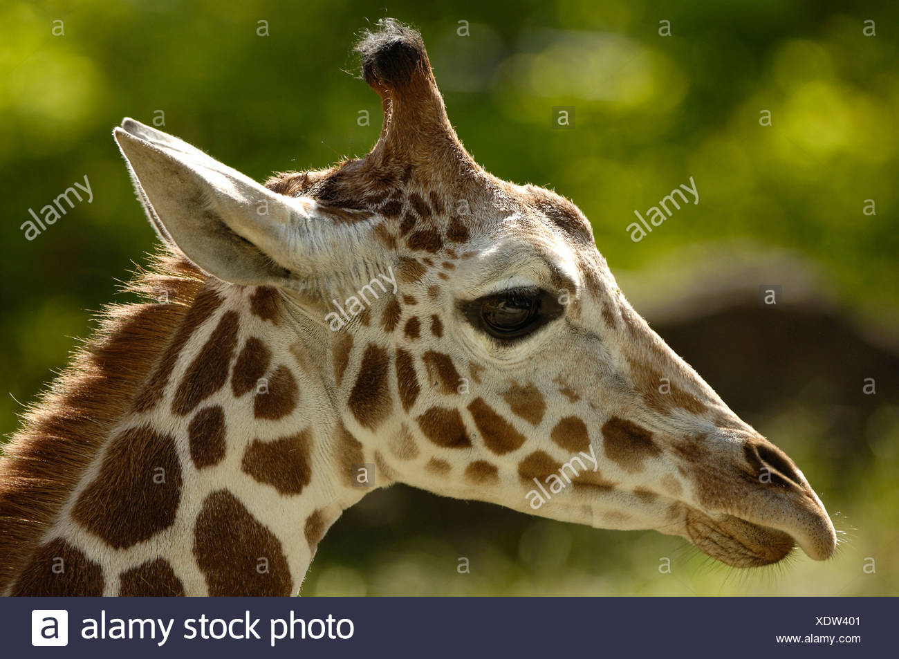 Ou somaliens giraffe réticulée (Giraffa camelopardalis reticulata) Banque D'Images