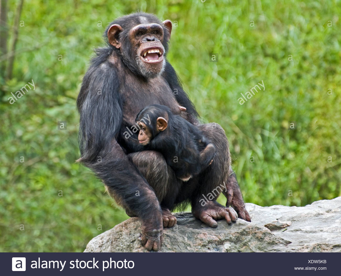 Les Dents Des Animaux Petits Singes Mere Maman Ma Maman Bebe Chimpanze Meres Cub Photo Stock Alamy