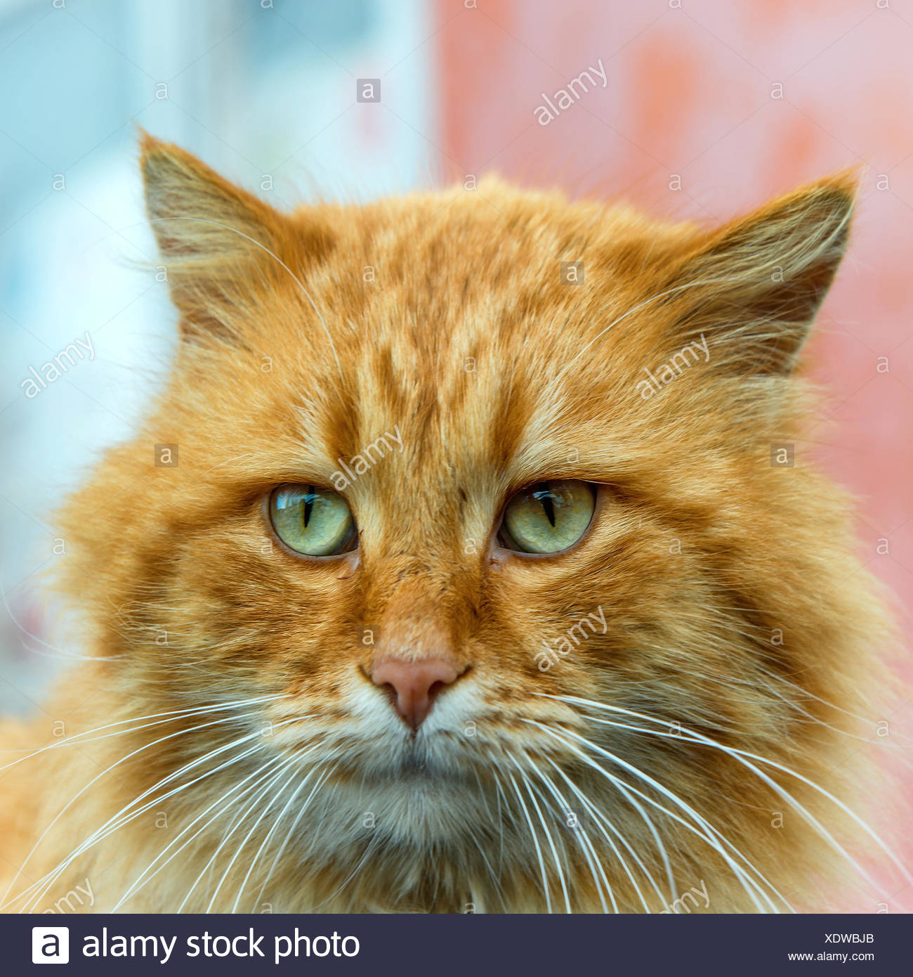 Chat Roux Aux Yeux Verts Photo Stock Alamy Chat Roux Aux Yeux Verts Photo Stock Alamy