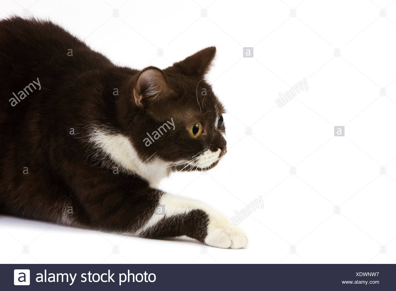 Le Chocolat Blanc Et British Shorthair Chat Domestique Femme Portant Contre Fond Blanc Photo Stock Alamy