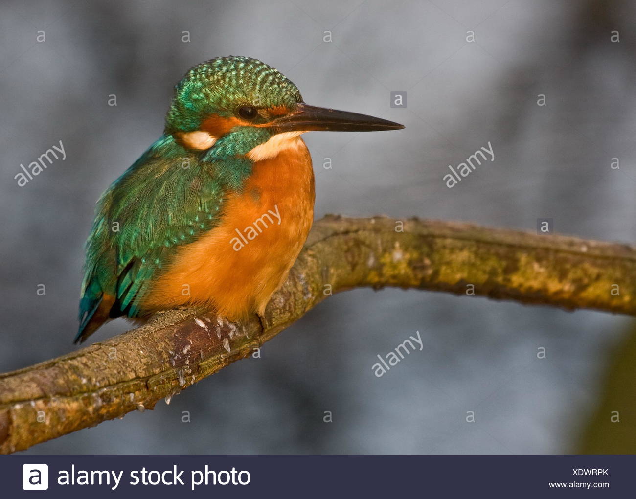 Kingfisher Martin Pêcheur De Lœil De Loiseau Bleu Oiseaux