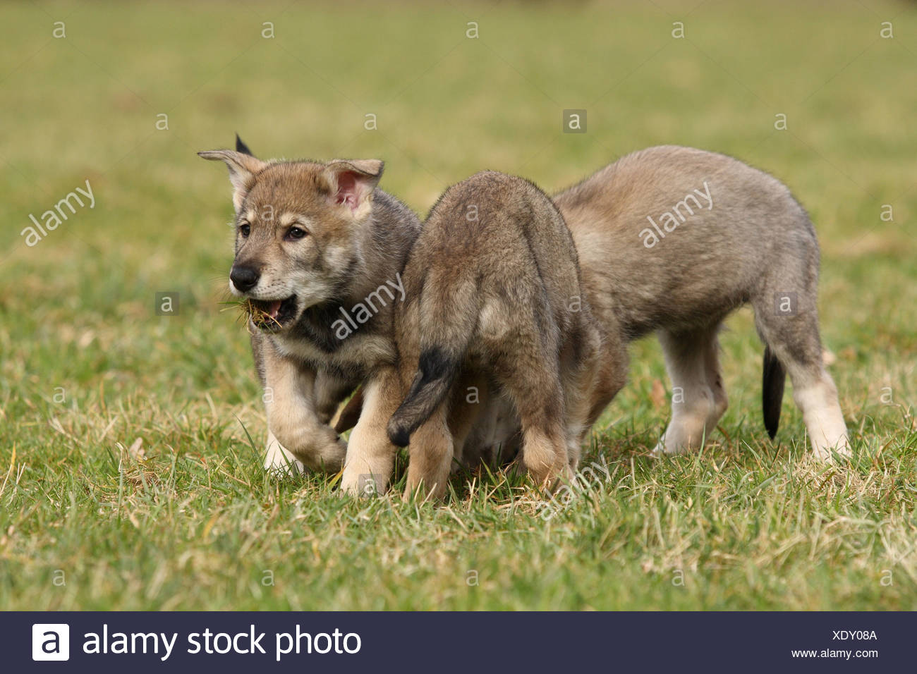 Chiot Chien Loup Saarloos Banque Dimages Photo Stock