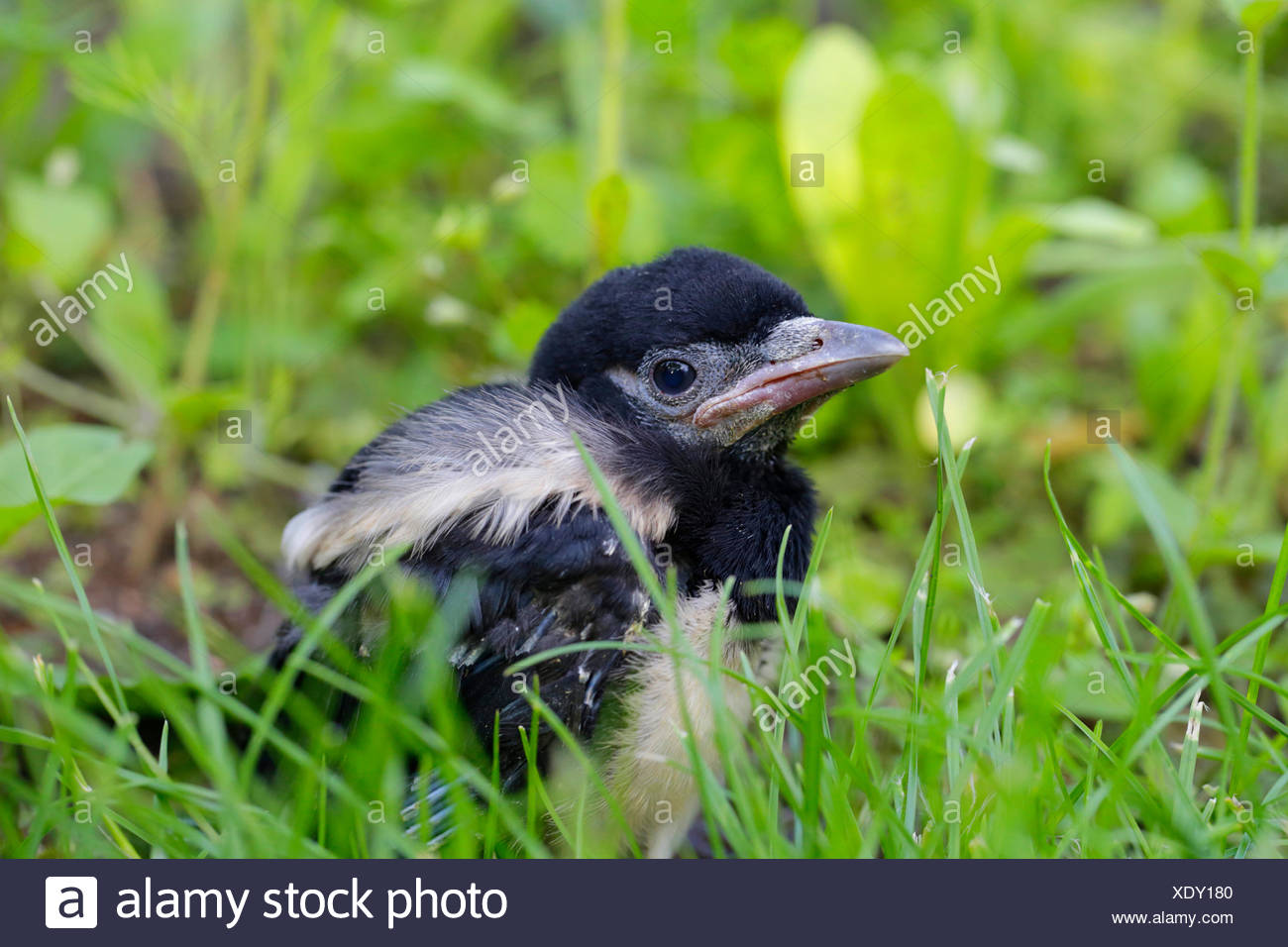 Pie Bavarde Pica Pica Jeune Oiseau Sitting On Grass