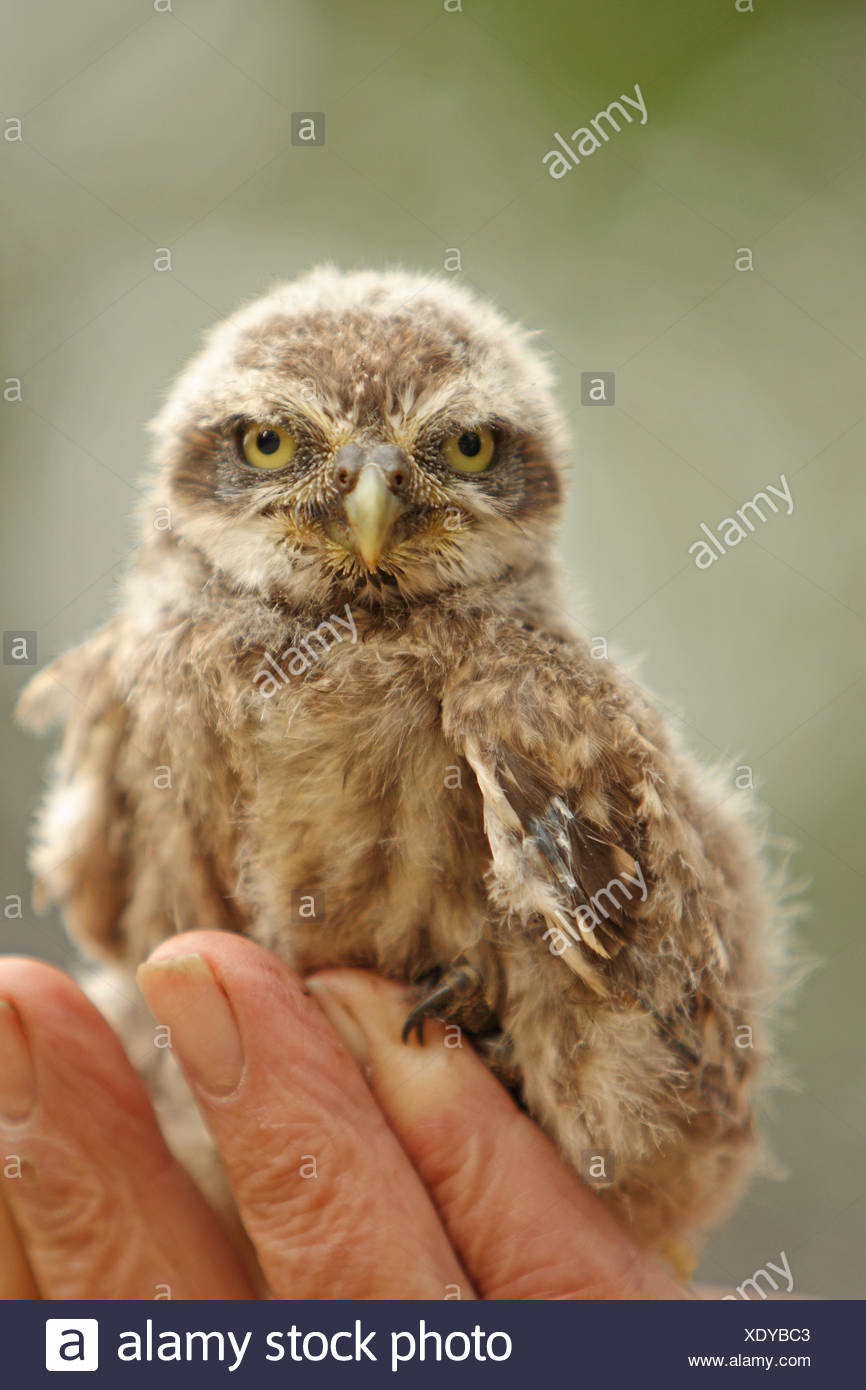 Bebe Chouette Cheveche Athene Noctua Pose Sur La Main De L Homme Qui Lui A Donne Son Sa Bague Photo Stock Alamy