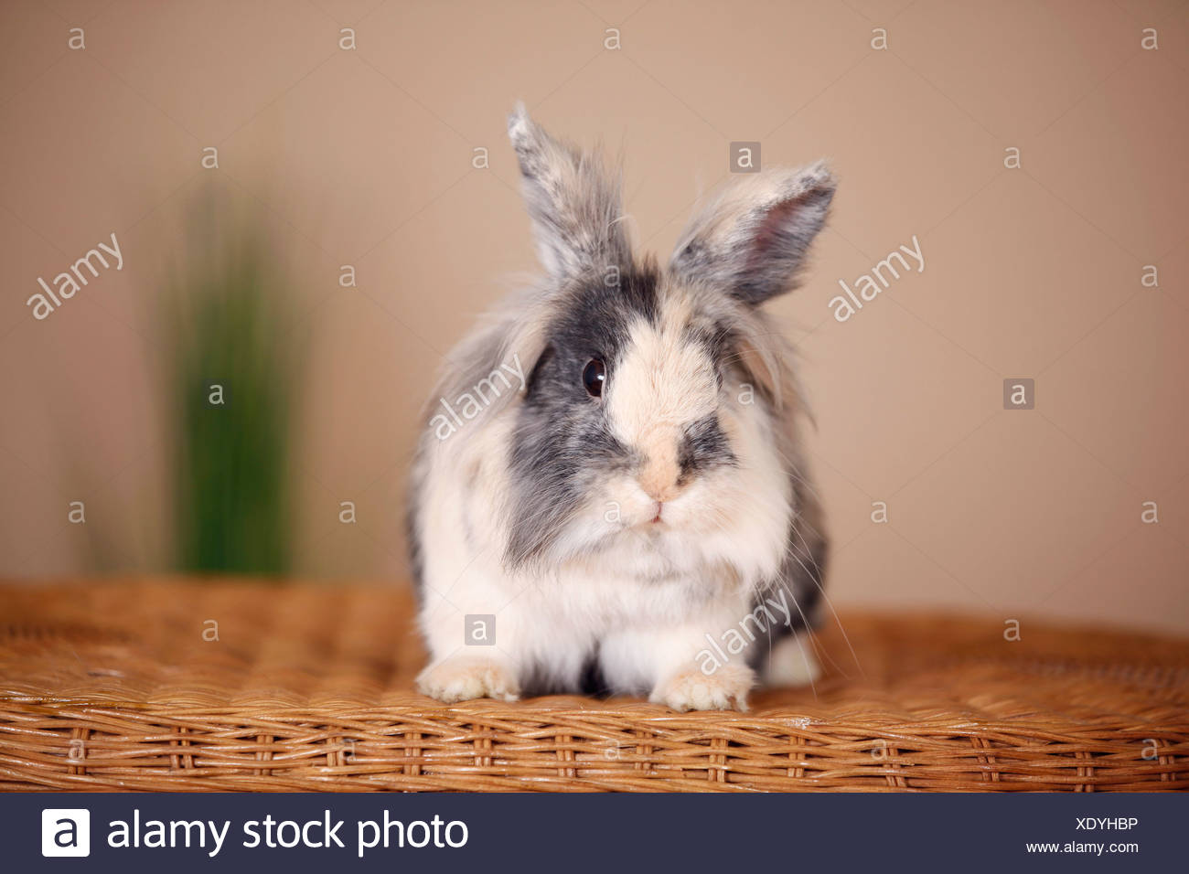 Lapin à tête de lion Banque D'Images