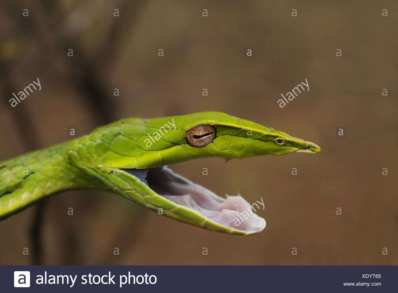 Ahaetulla nasuta SERPENT DE VIGNE COMMUNE légèrement venimeux, commun. Dans toute l'Inde. Place- Amboli, Maharashtra, Inde Banque D'Images