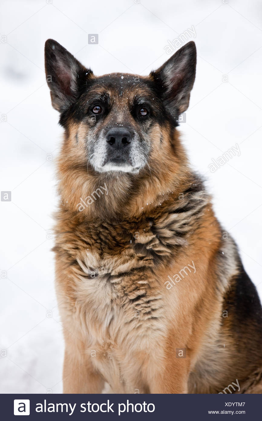 Chien Berger Allemand Portrait Tyrol Du Nord L Autriche Europe Photo Stock Alamy