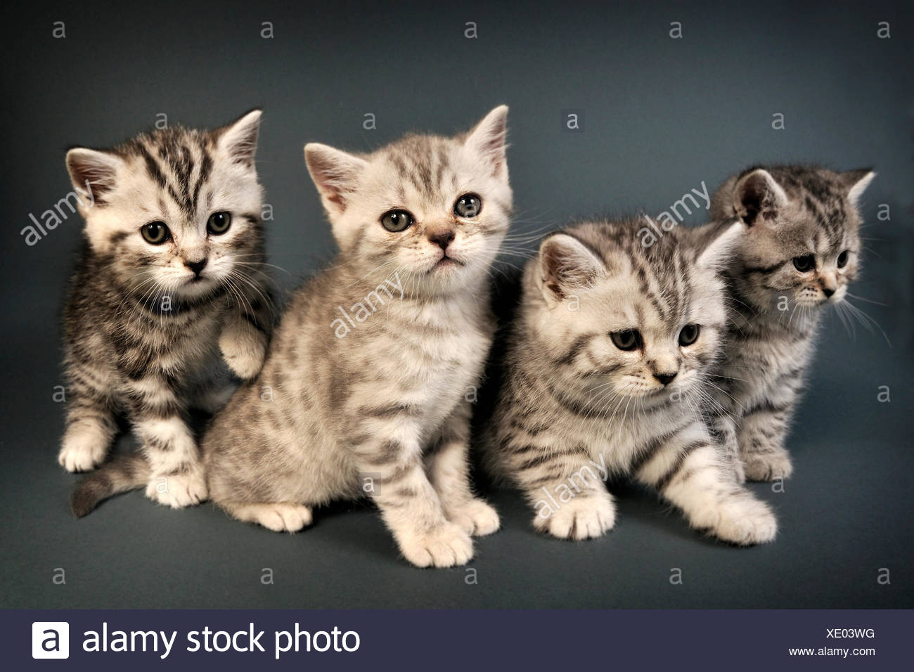 British Shorthair Chatons Adorable Animal Bebe Beau Chat Charmante Compagne Mignon Adorable Ami Felin Domestique Furry Fourrure Chaton Petit Mammifere Aimant Jouer Pet Nice Puss Pussycat Petit Jeune Moustaches De Tigre Photo