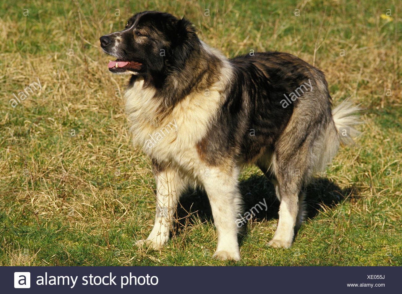 Chien De Berger Du Caucase Race De La Russie Banque D