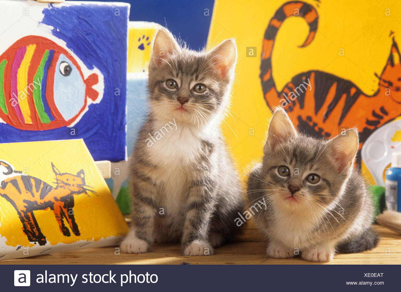 Chat Domestique Deux Chatons Assis En Face De Peintures Pour Enfants Allemagne Photo Stock Alamy Chat Domestique Deux Chatons Assis En Face De Peintures Pour Enfants Allemagne Photo Stock Alamy