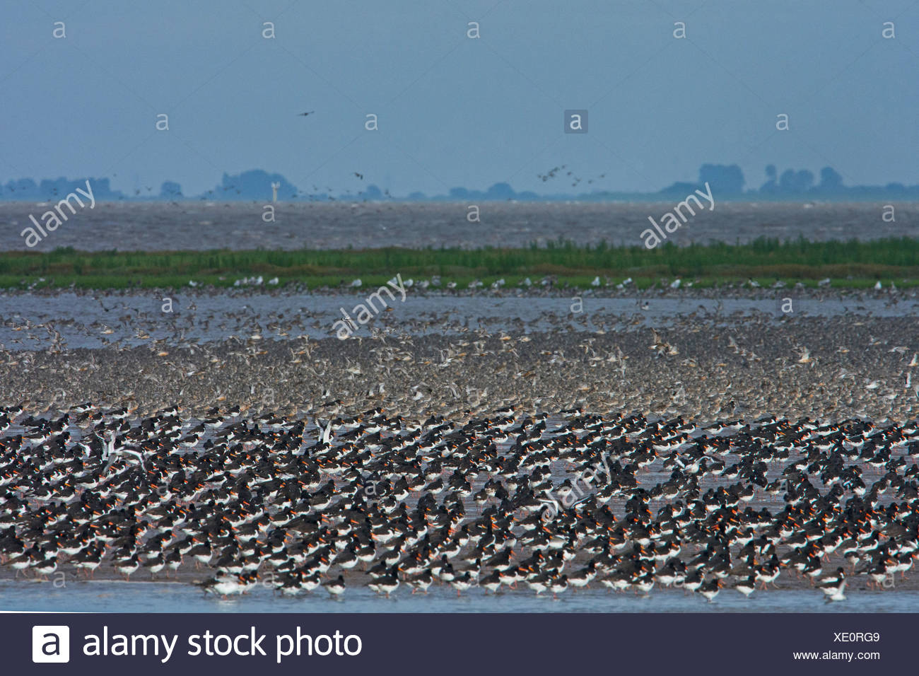 Les huîtriers, échassiers et noeud rouge sur le Wash, l'agglomération ainsi que la marée pousse en avant la marée haute et se percher, automne Snettisham Norfolk Banque D'Images