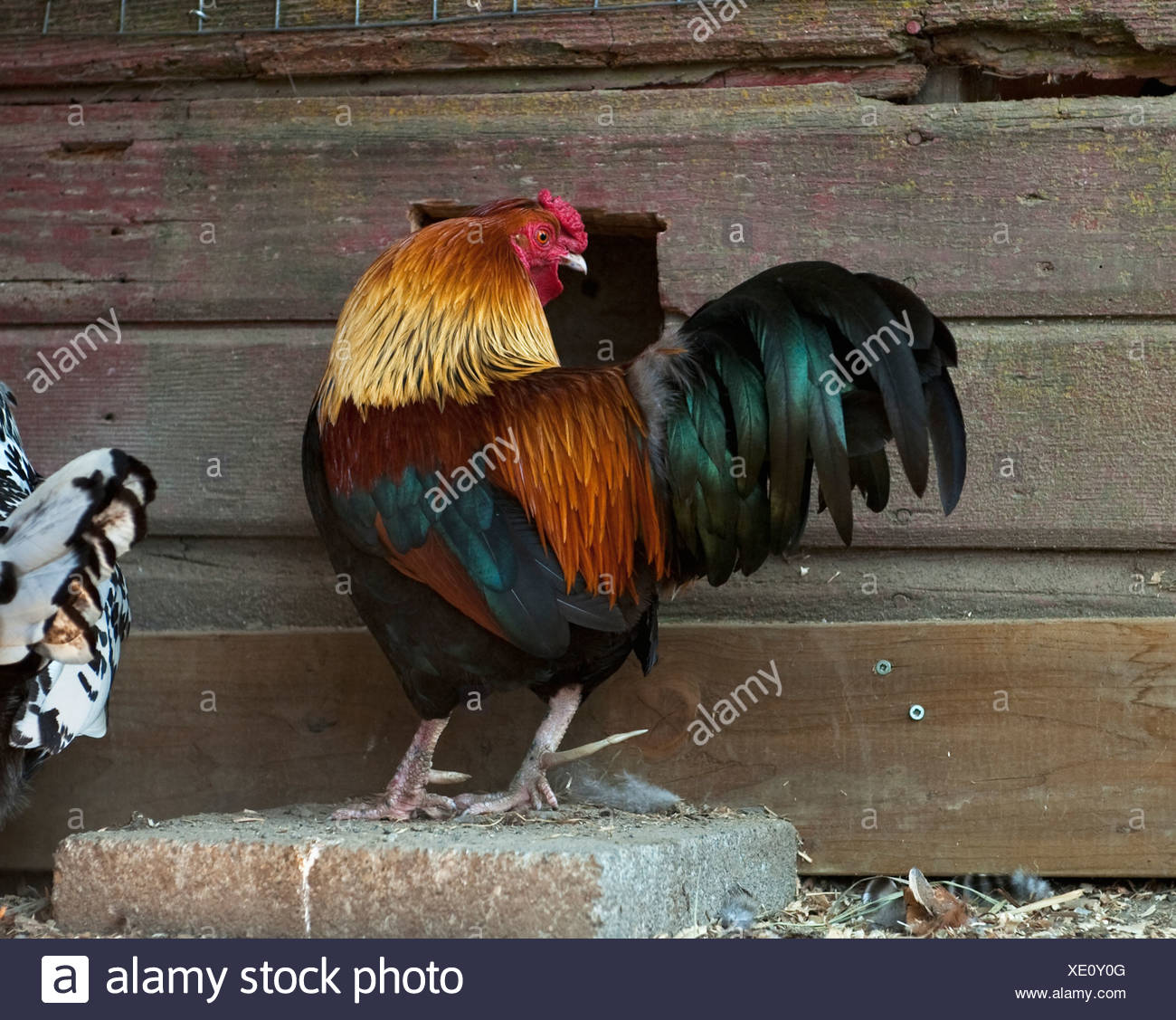 Profil De Lélevage Un Coq à Lentrée Dun Poulailler British