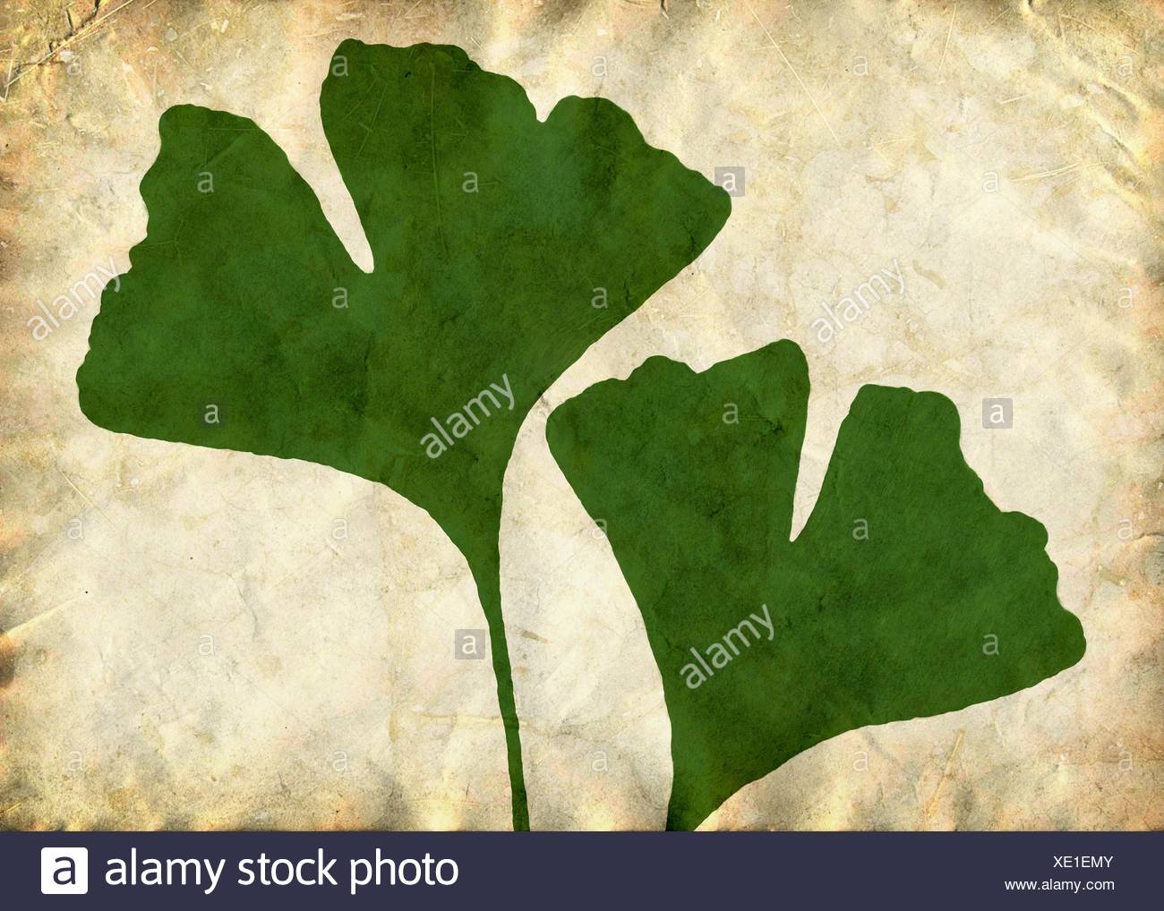 Gingko Banque D'Images