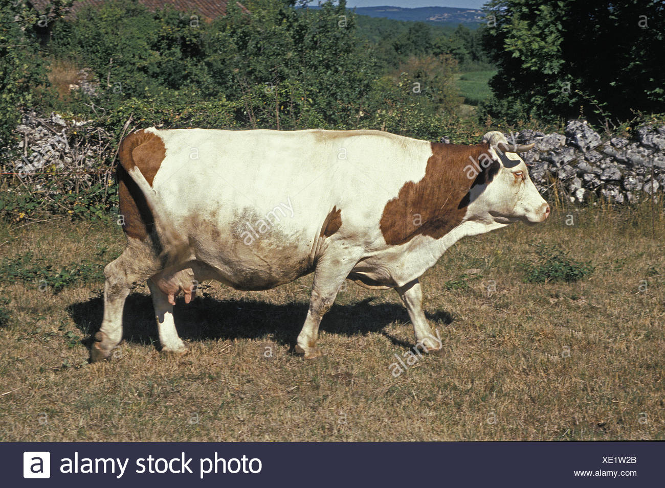 vache-montb-liarde-banque-d-image-et-photos-alamy