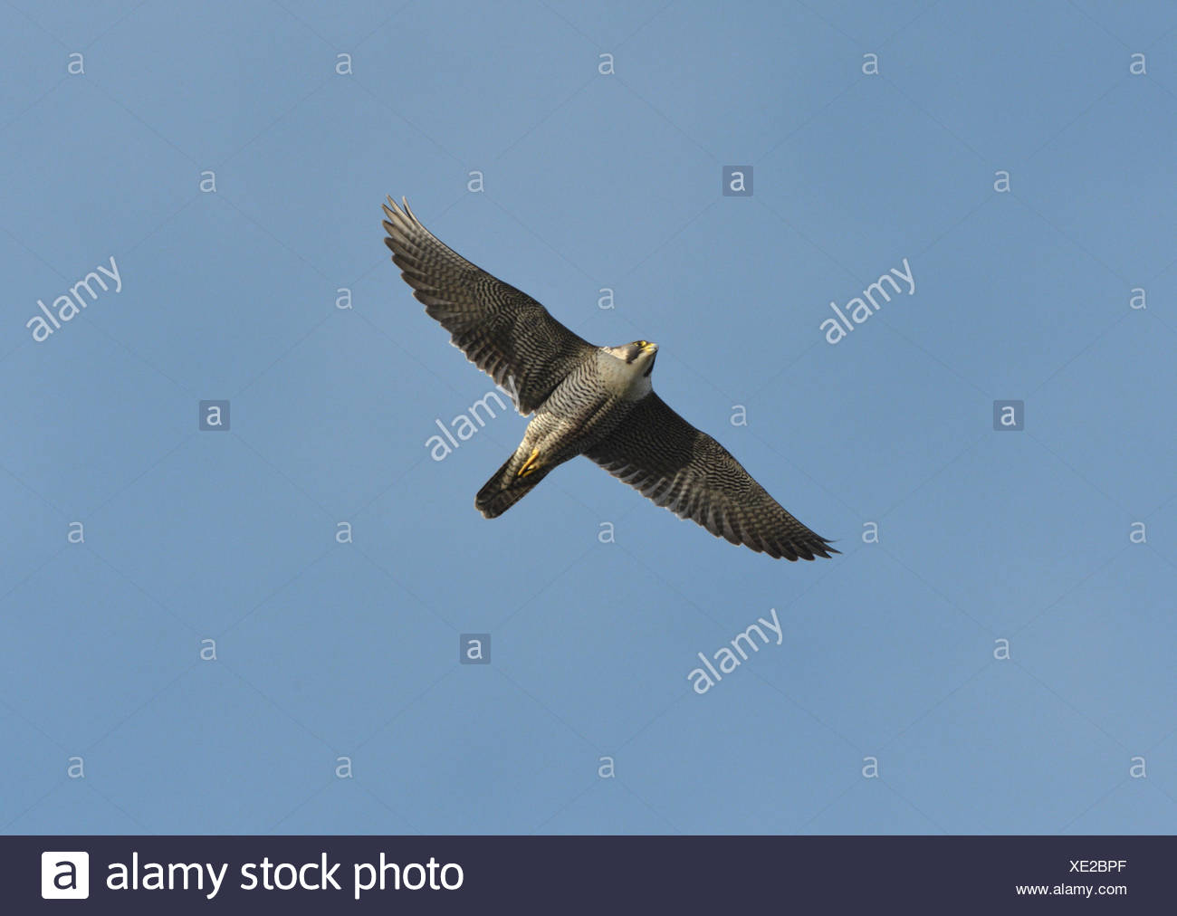 Peregrine - Falco peregrinus Banque D'Images