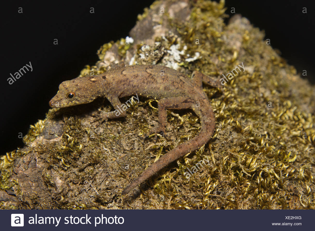 Gecko nain Notes, sp, Gekkonidae, Silent Valley National Park, le Kerala. L'Inde Banque D'Images