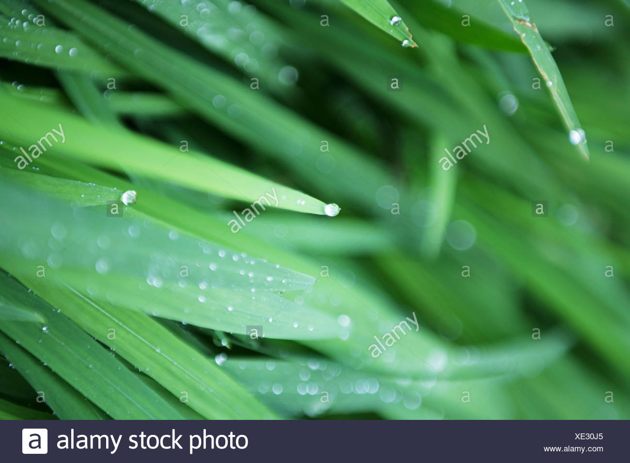Brins d'herbe avec des gouttes d'eau, Close-up Banque D'Images