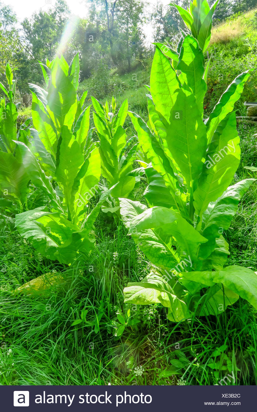 PLANTATION DE TABAC Banque D'Images