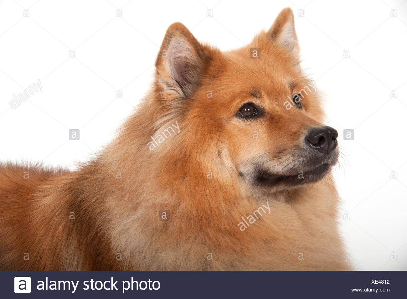 Chien Eurasier Banque D Image Et Photos Alamy