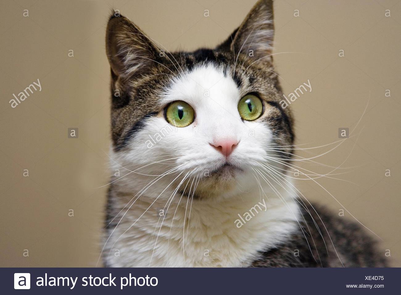 Chat Tabby Avec Blanc Et Vert Clair Avec Des Yeux Jaunes A La Head Shot Sur Fond Beige Comme Photo Stock Alamy Chat Tabby Avec Blanc Et Vert Clair Avec Des Yeux Jaunes A La Head Shot Sur Fond Beige Comme Photo Stock Alamy