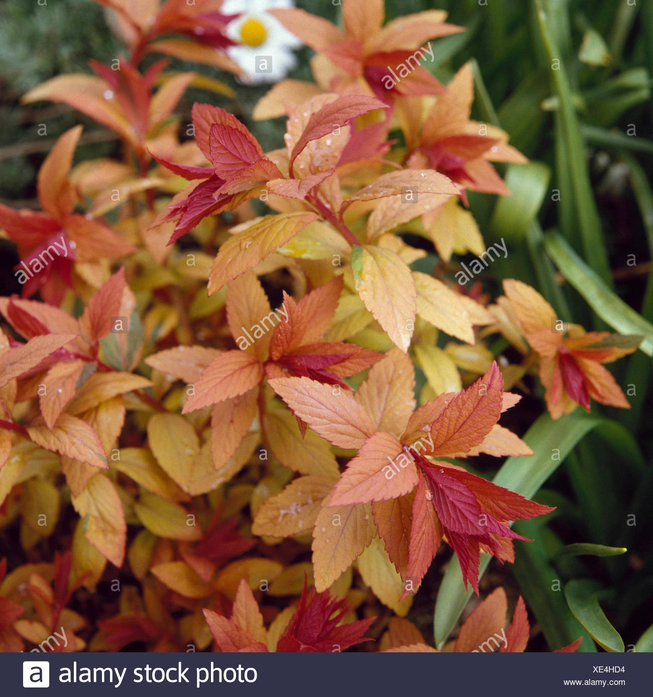 How To Grow Spiraea Japonica Goldflame The Garden Of Eaden