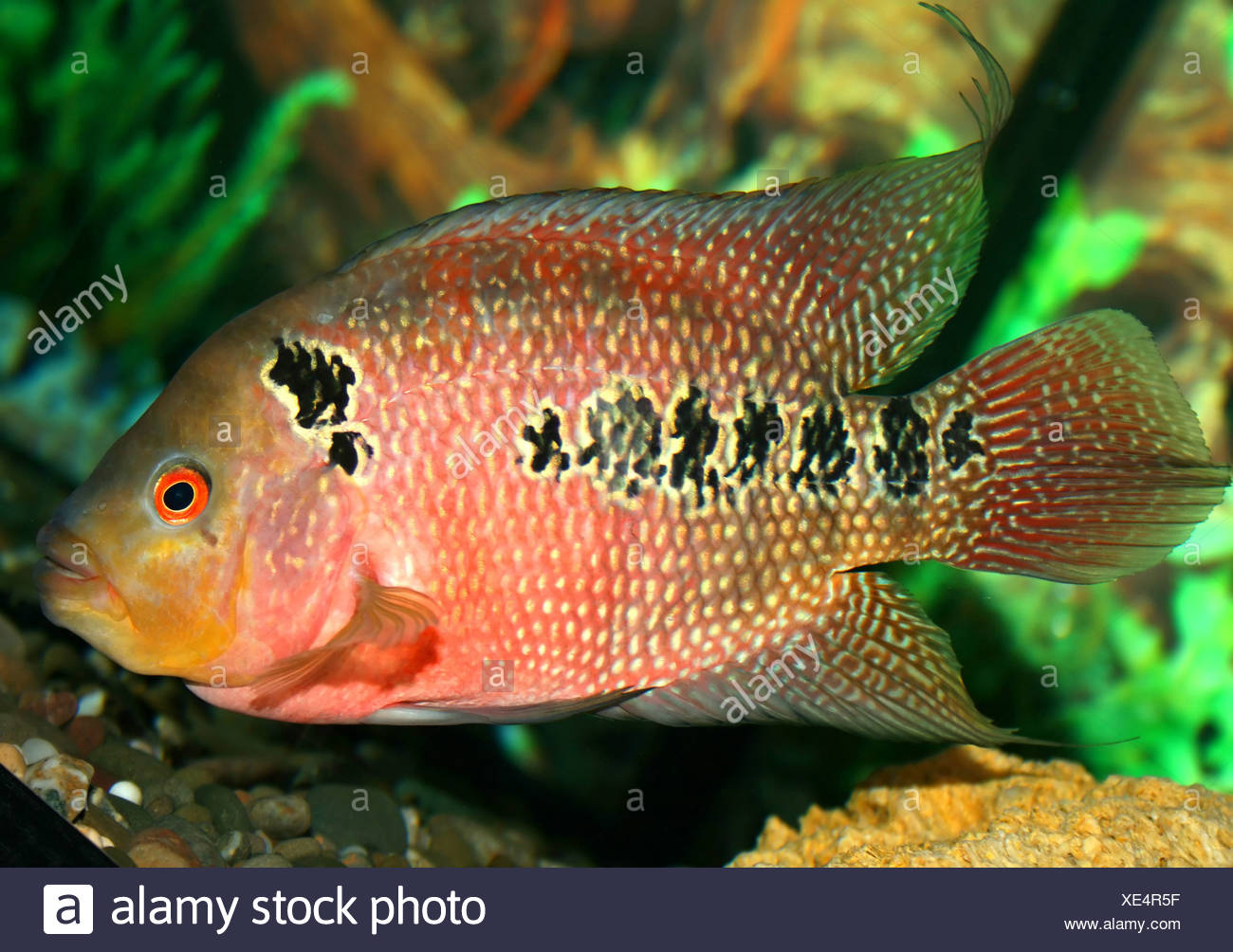 Poisson Perroquet à Laquarium Banque Dimages Photo Stock