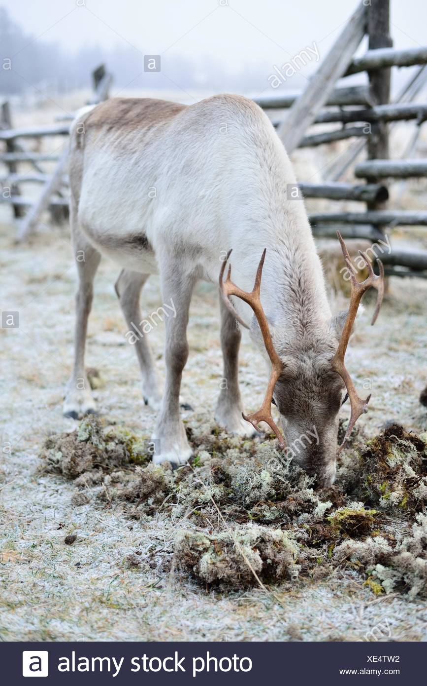 Manger du renne en Laponie finlandaise moss. Banque D'Images