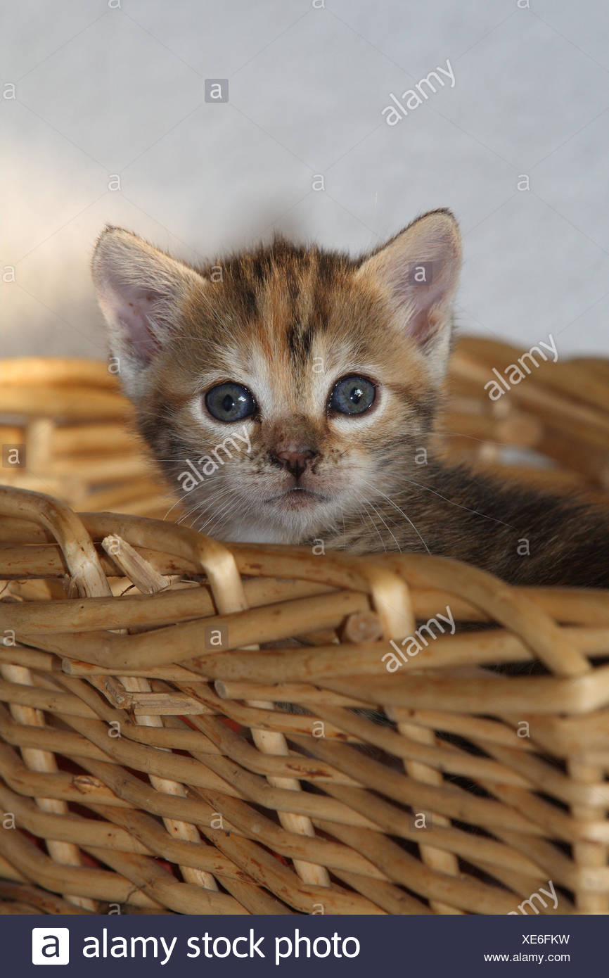 Panier Chat Jeunes Hervorblicken D Animaux Mammiferes Animaux Petits Chats Felides Domestique Chat De Maison Jeune Animal Chaton Petit Maladroit Maladroit Curiosite Cachette Jouer S Asseoir Se Cacher Avec Douceur Individuellement