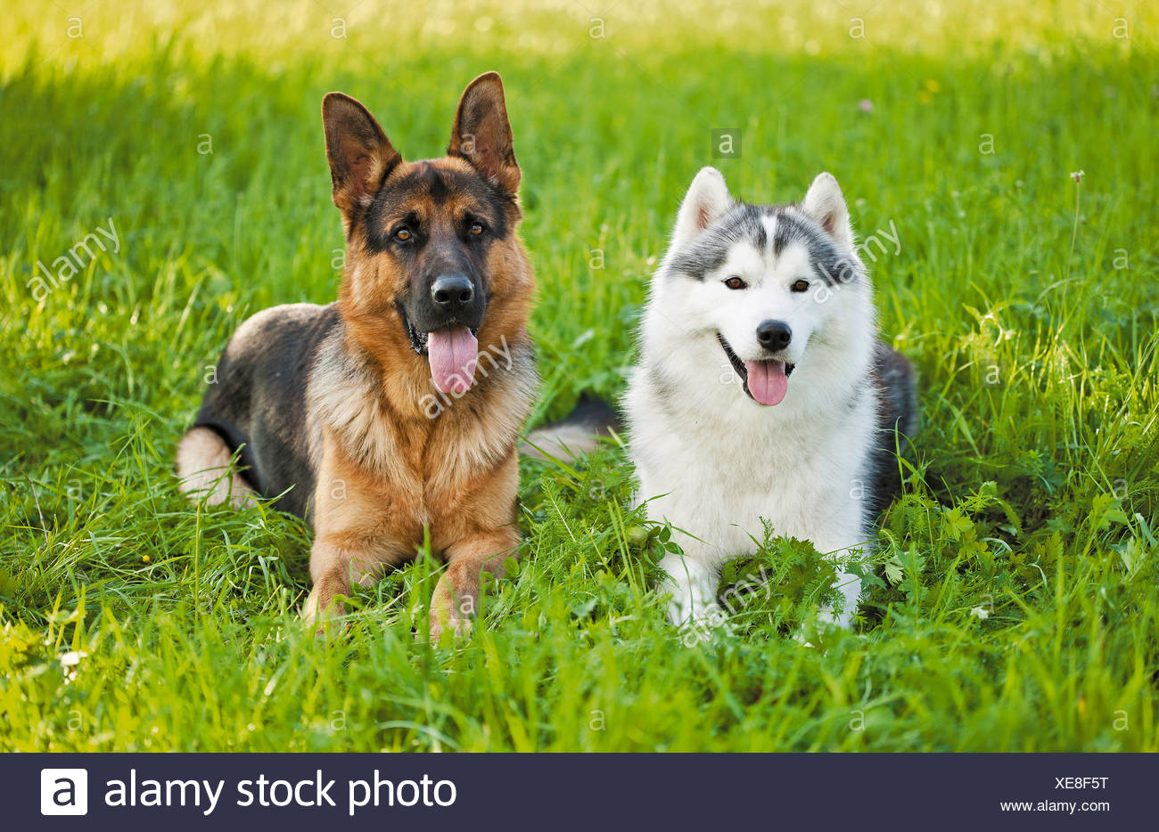 Siberian Husky Chien Berger Allemand Meadow Banque Dimages