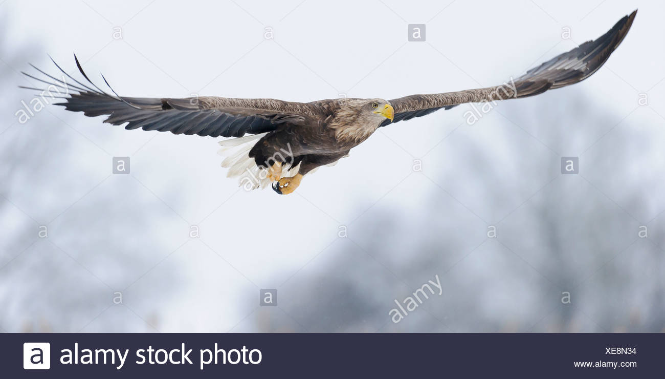 À queue blanche (Haliaeetus albicilla), feldberger seenlandschaft, mecklenburg-vorpommern, Allemagne Banque D'Images