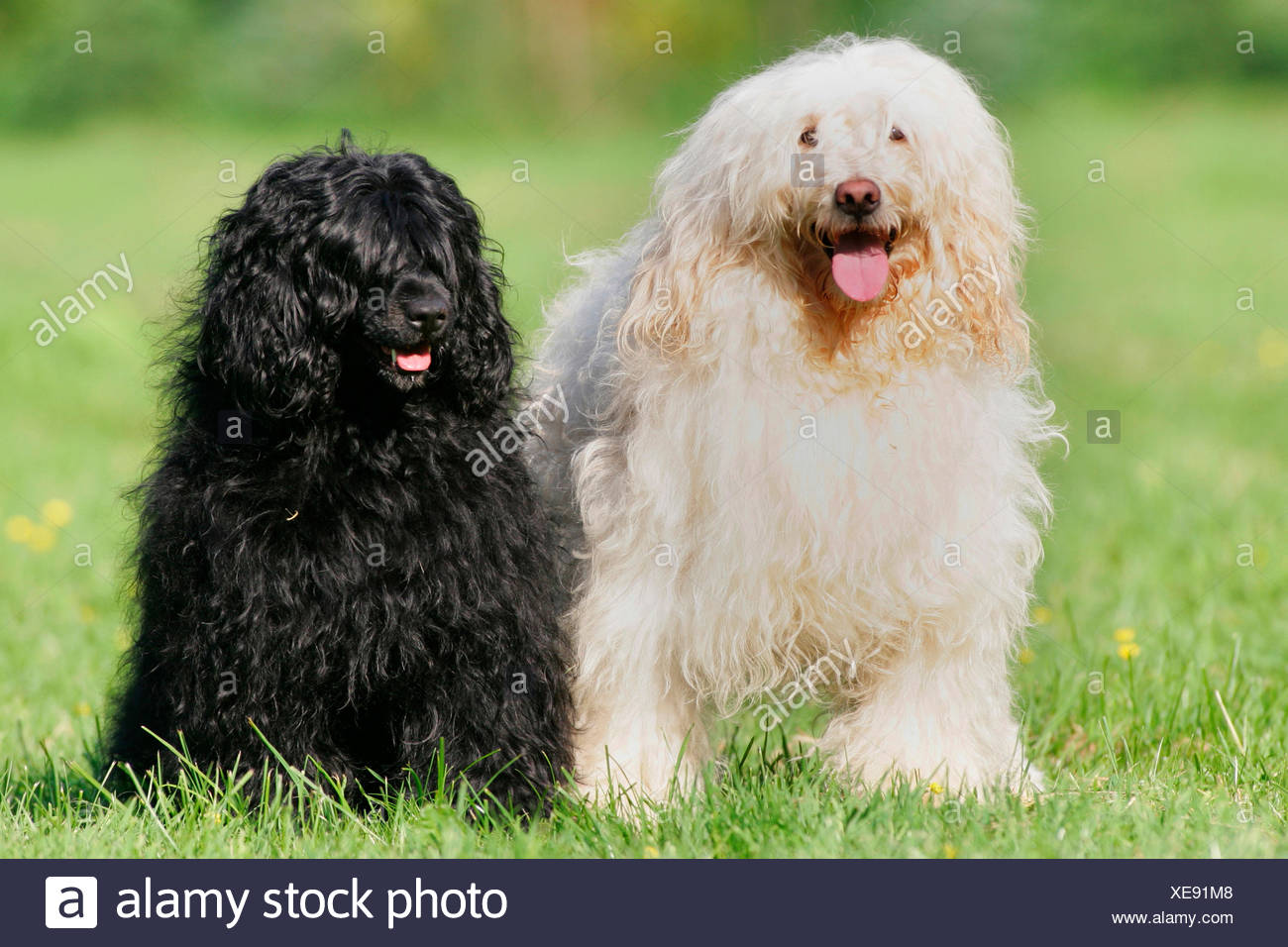 Chien Deau Portugais Le Noir Et Blanc Des Profils Assis