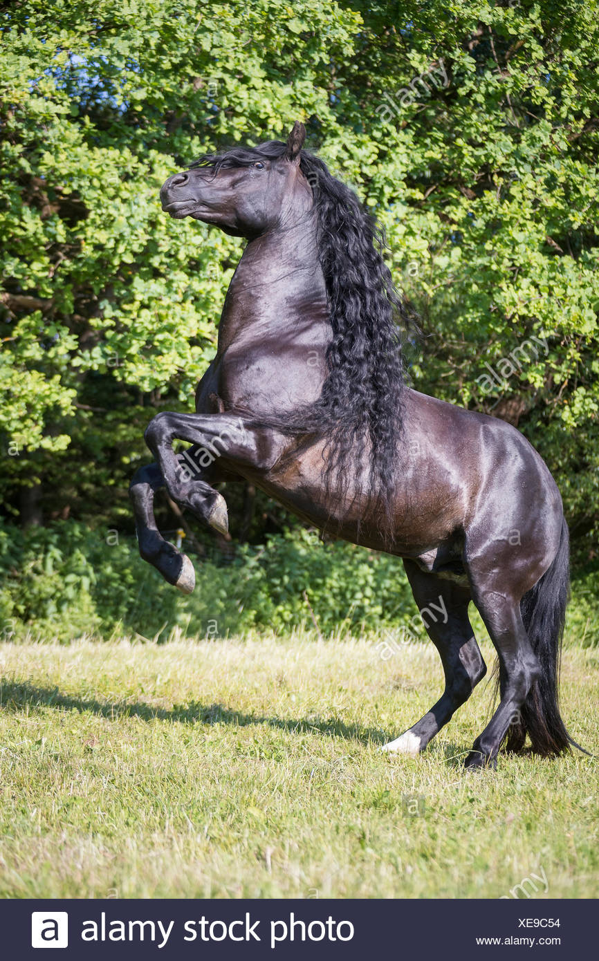 Cheval Noir Espagnol Idardarjisamaj Com