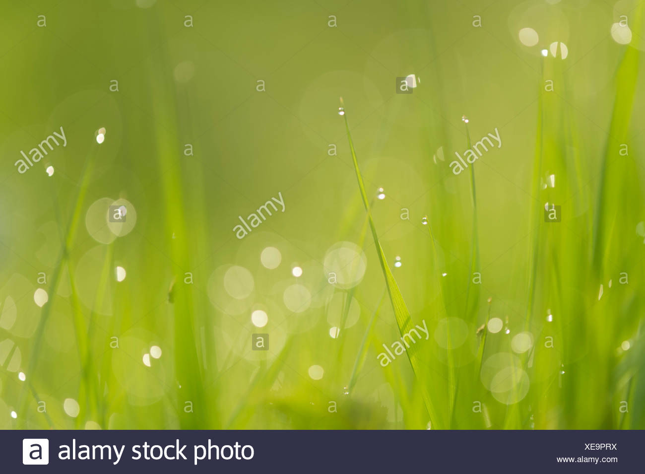 Brins d'herbe, Basse-Saxe, Allemagne Banque D'Images