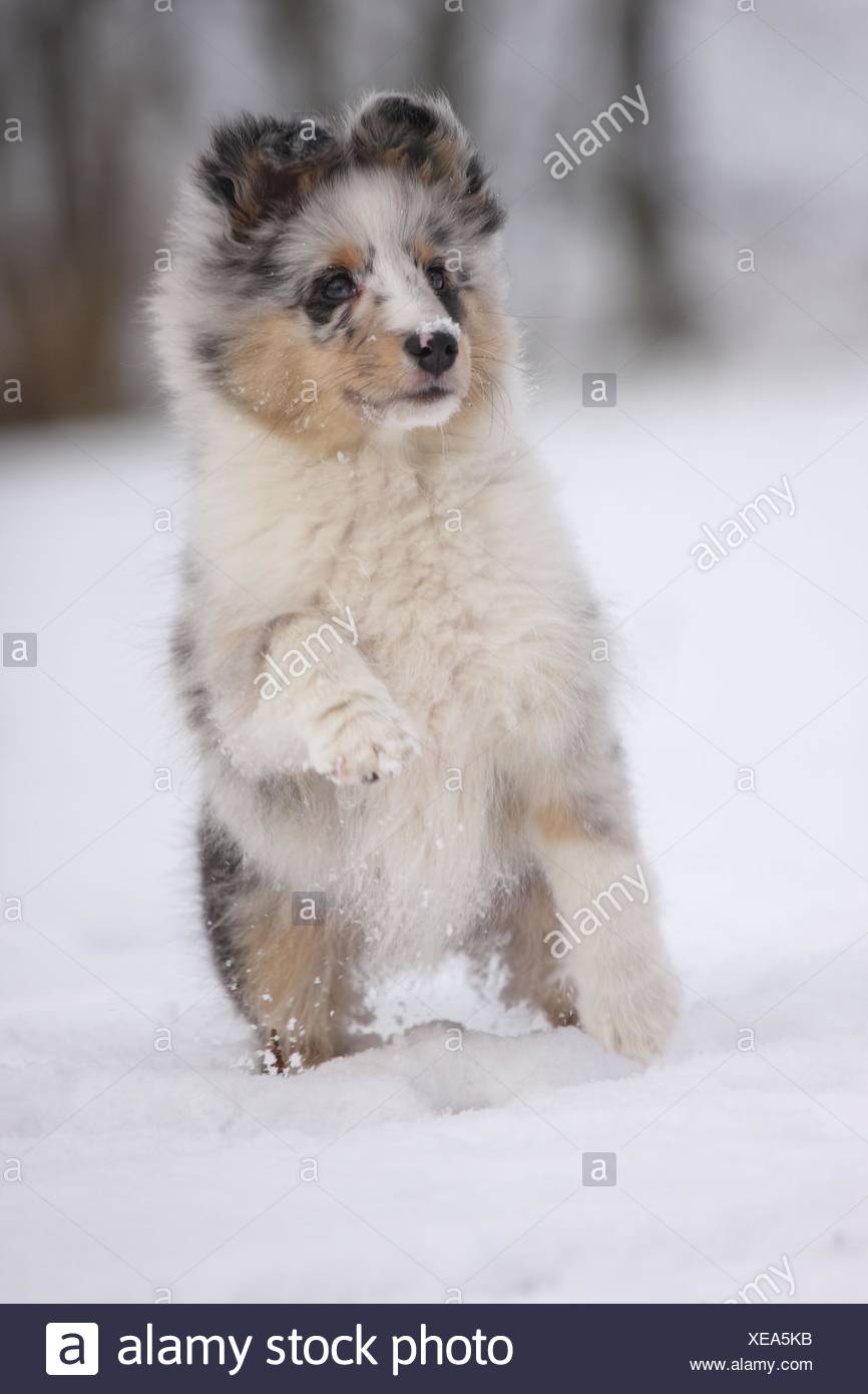 Sheltie Shetland Sheepdog Snow Banque D Image Et Photos Alamy