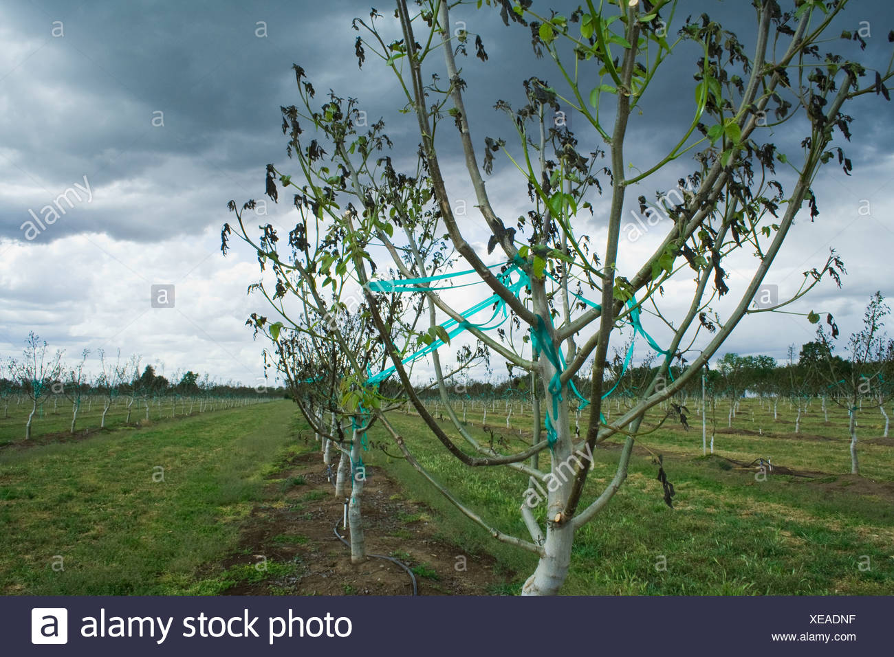 Agriculture - Les dégâts causés par le noyer un lourd gel printemps inhabituel / près de Dairyville, California, USA. Banque D'Images
