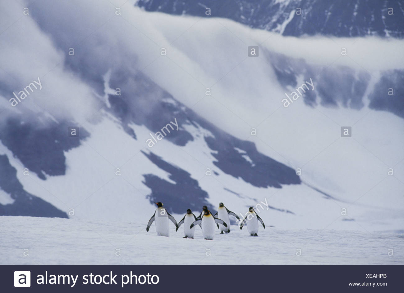 L'île de Géorgie du sud traversant le manchot royal Aptenodytes patagonicus glace Banque D'Images